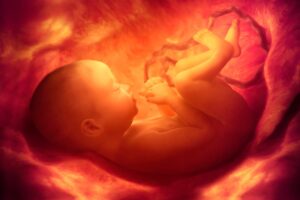 fetus_