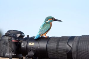 Kıbrıs'ın Kanatları (5)