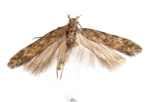 YDÜ, Teni keşif, Scrobipalpa chardonnayi (2) (1)