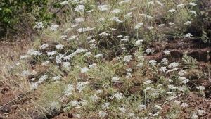 Pimpinella husnucan-baseri, Can Anasonu