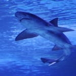 kopekbaligi-almanya-aa-1500410.jpg