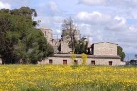 1775588087741barnabas