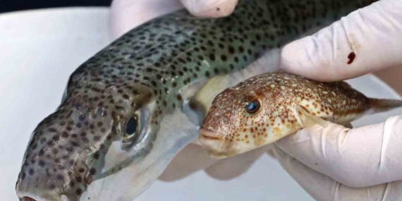 balon_baligi_cok_zehirli_1