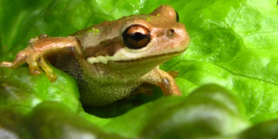 kurbaga-2461822.jpg