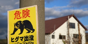 japan-bear-reu-2405600.jpg