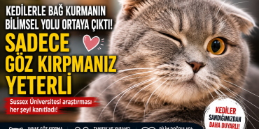 kedi