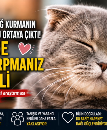 kedi
