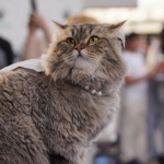 kedi-guzellik-festivali-irak-aa-2376025.jpg