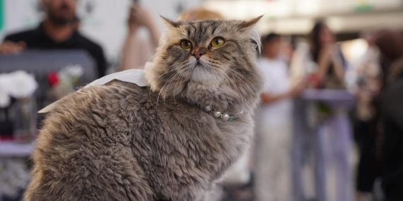 kedi-guzellik-festivali-irak-aa-2376025.jpg