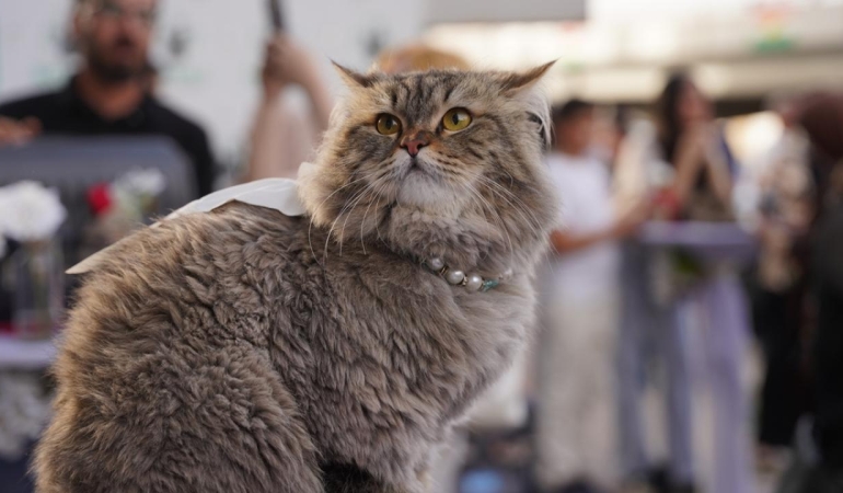kedi-guzellik-festivali-irak-aa-2376025.jpg