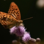 kelebek-aa-2258967.jpg