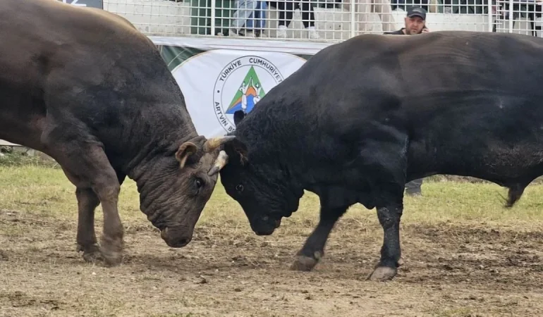 6a52002700568294.jpg