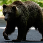 ayi-bear-reuters-2401703.jpg