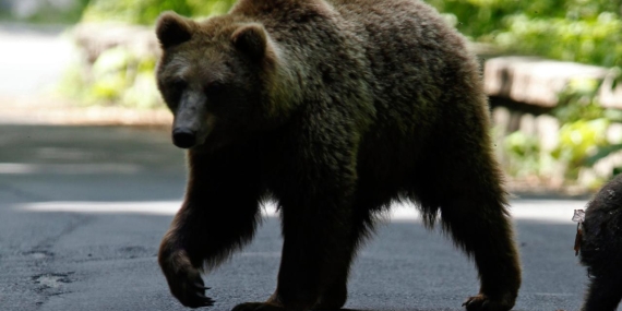 ayi-bear-reuters-2401703.jpg