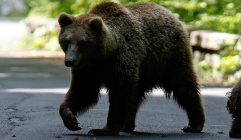 ayi-bear-reuters-2401703.jpg