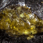 kehribar-sciencealert-2476311.jpg
