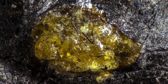 kehribar-sciencealert-2476311.jpg