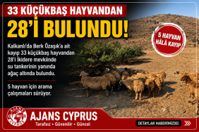 kayip-koyunlar (1)
