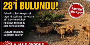 kayip-koyunlar (1)