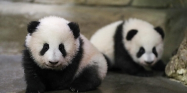 panda-ap-1720069.jpg