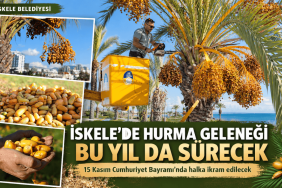 İskele’de Hurma Geleneği Sürüyor (1)