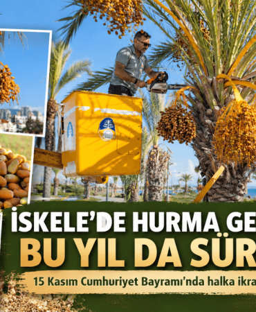 İskele’de Hurma Geleneği Sürüyor (1)