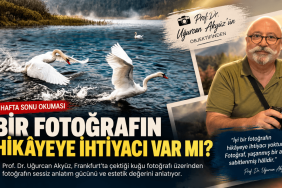 Kuğuların Sessiz Hikâyesi (1)