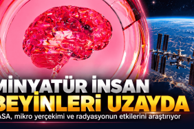 Minyatür Beyinler Uzayda (1)