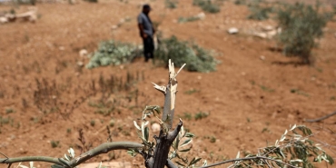 bati-seria-zeytin-aa-2368730.jpg