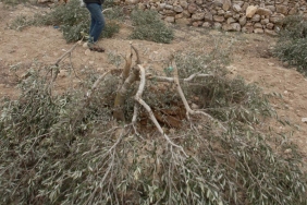bati-seria-zeytin-cut-by-israeli-aa-2179736.jpg