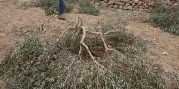 bati-seria-zeytin-cut-by-israeli-aa-2179736.jpg