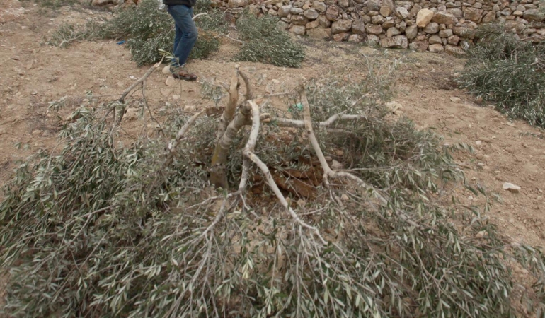 bati-seria-zeytin-cut-by-israeli-aa-2179736.jpg