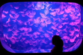 jellyfish-2497355.jpg