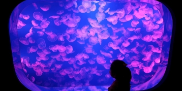 jellyfish-2497355.jpg