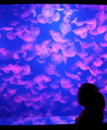 jellyfish-2497355.jpg