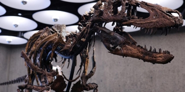 nanotyrannus-2498890.jpg