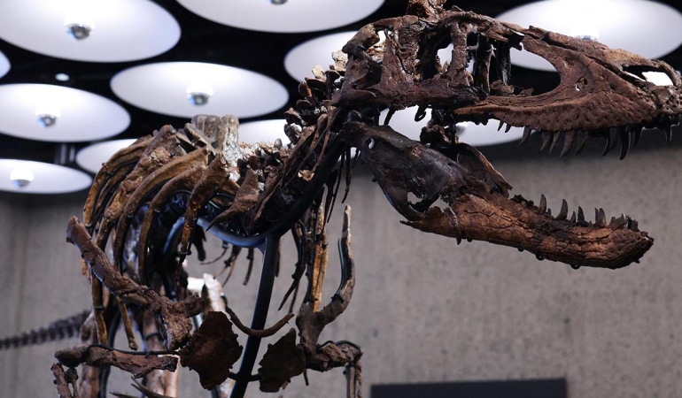 nanotyrannus-2498890.jpg
