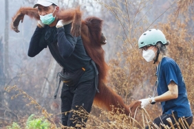 orangutan-kurtarma-reu-2496746.jpg
