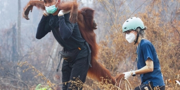 orangutan-kurtarma-reu-2496746.jpg