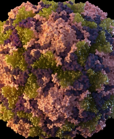 polio-virus-ap-1895138.jpg