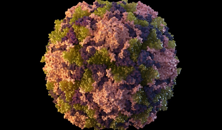 polio-virus-ap-1895138.jpg