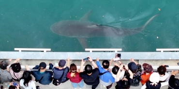 shark-2493143.jpg