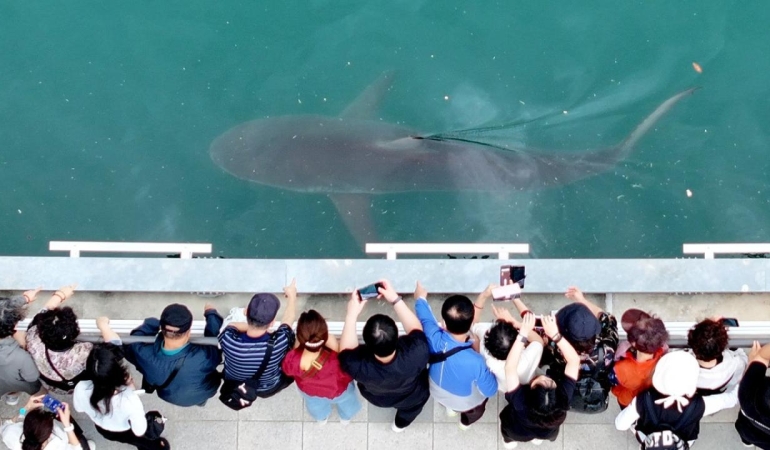 shark-2493143.jpg