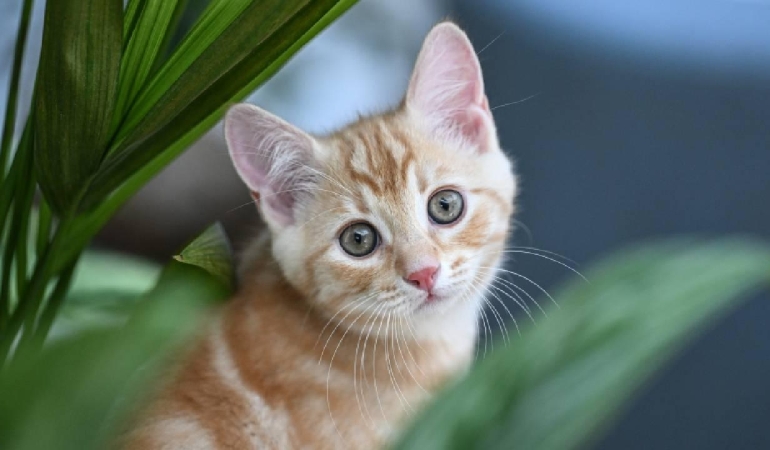 yavru-kedi-aa-2081564.jpg